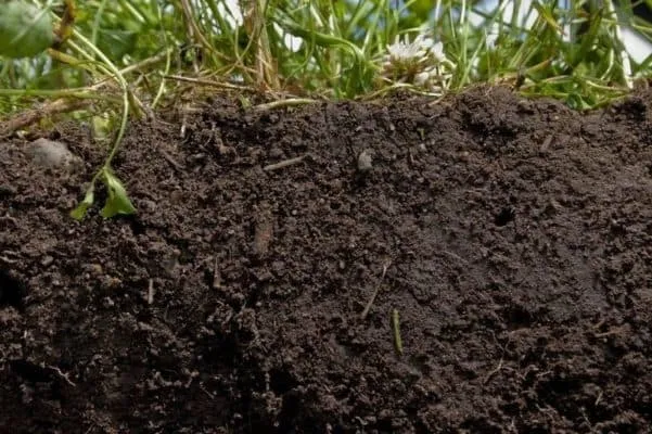 Как образуется почва (3 класс), гумус и минеральные соли по окружающему миру