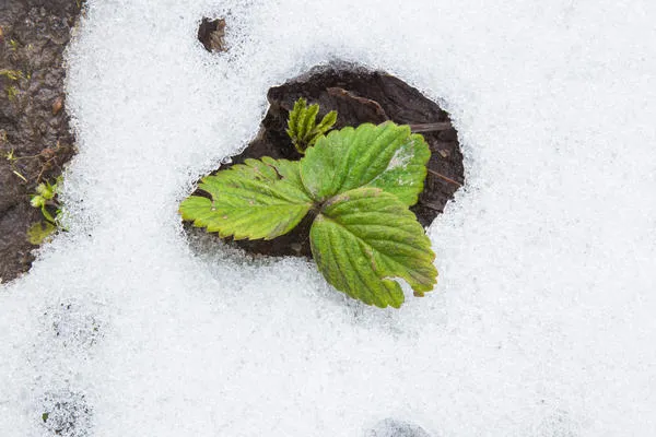 Зимняя оттепель угрожает здоровью и жизни растений