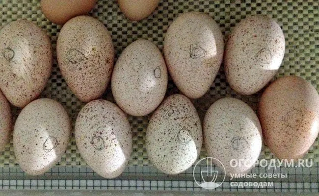Инкубационные яйца, даже если они стоят недорого, имеет смысл приобретать только тем, у кого уже имеется опыт цесарководства и соответствующее оборудование