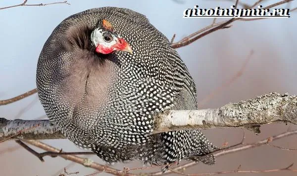 Цесарка-птица-Образ-жизни-среда-обитания-и-разведение-цесарок-1