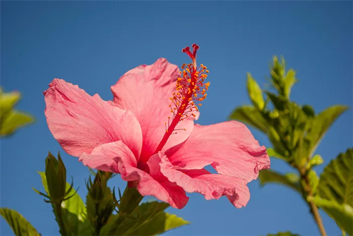 Почему гибискус называют «цветком смерти»: вся правда о китайской розе