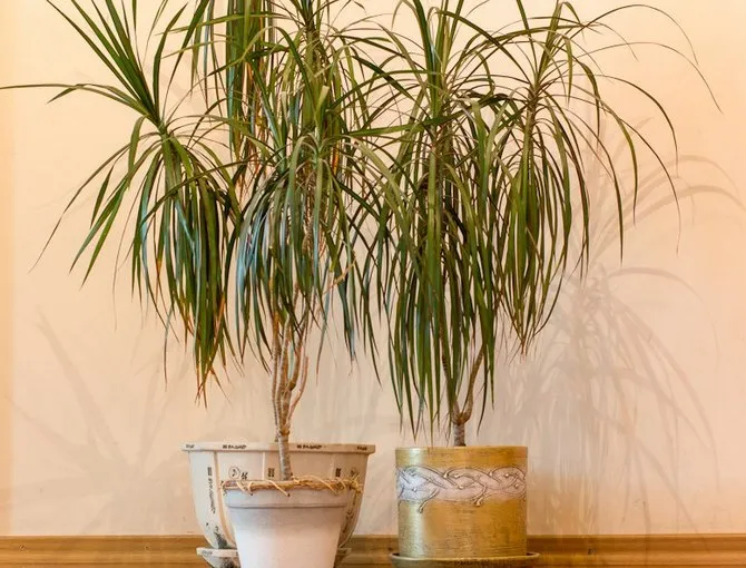 Драцена похожа на пальму и способна создать в вашем доме особый южный колорит