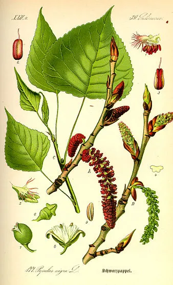 Illustration Populus nigra0.jpg
