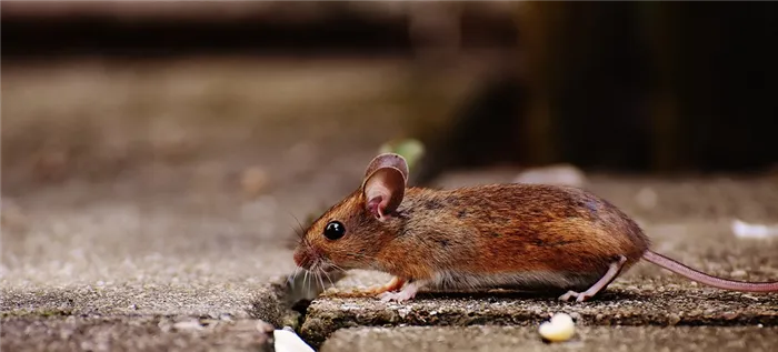 Как избавиться от мышей в доме или на даче: 12 работающих способов (видео)