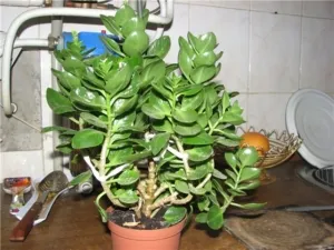 Красивое растение - каланхоэ: как его правильно обрезать, зачем это нужно и иные рекомендации