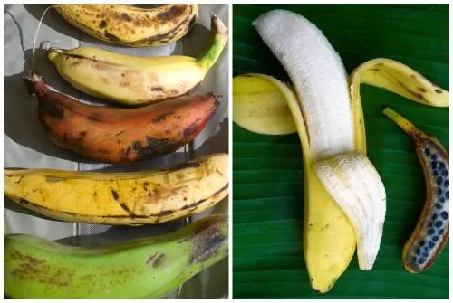 разновидности бананов