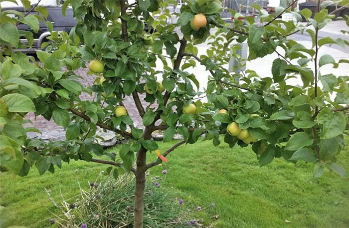 как вырастить яблоню из семечка плодоношение