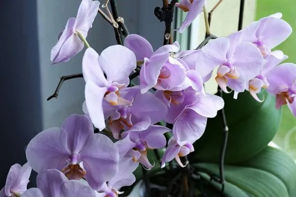 Орхидея Пафиопедилум гибридный Amerikaanse