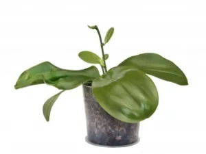 Орхидея Мильтония Binotti