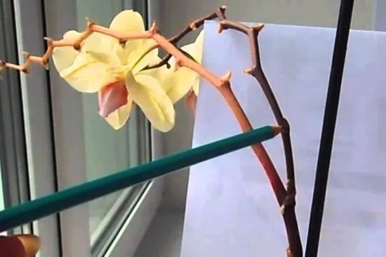 сухая цветочная стрелка фаленопсиса