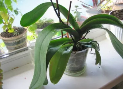 Орхидея Одонтоглоссум Harryanum