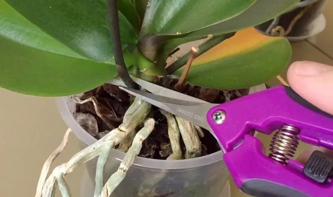 Обрезать стрелку можно у самого основания растения