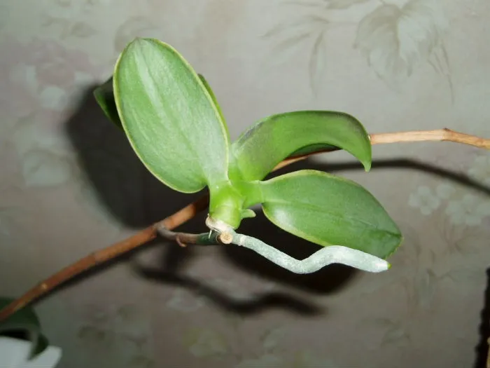 detka-y-orchidei