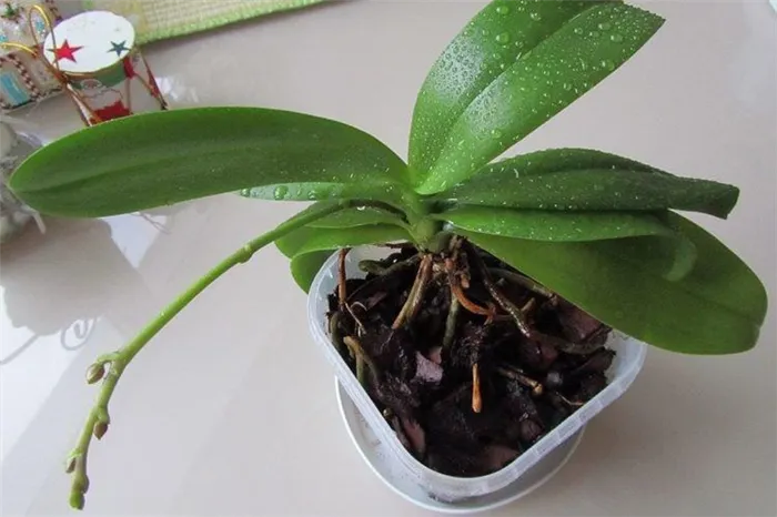 Как поливать орхидею - уход за орхидеей в домашних условиях