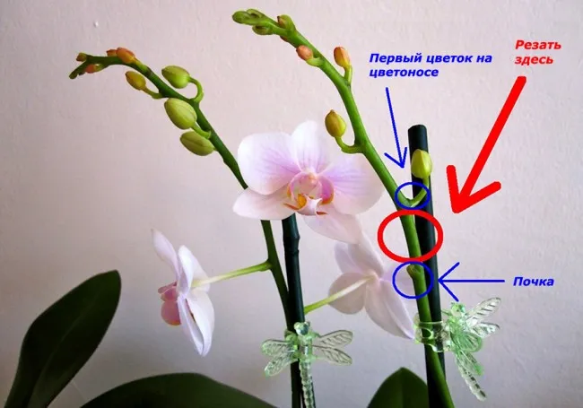 Схема обрезки цветочной стрелки орхидеи