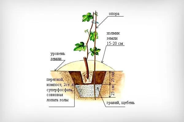 Схема посадки черенков винограда