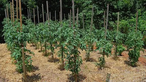Пример высадки томатов в открытый грунт и их подвязка