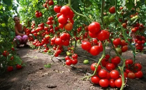 фото индетерминантных сортов томатов