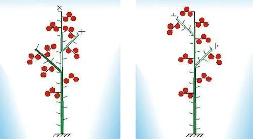 Схема формировки детерминантных томатов