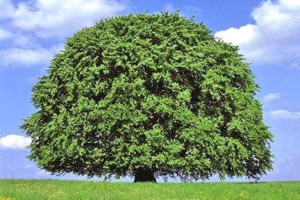 дерево бук
