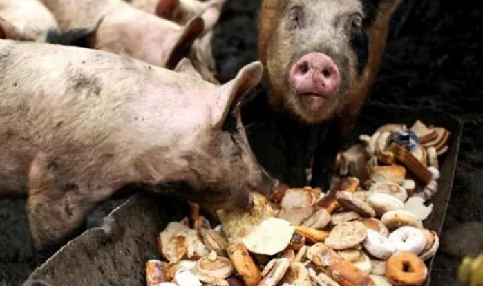 пищевые отходы свиньям