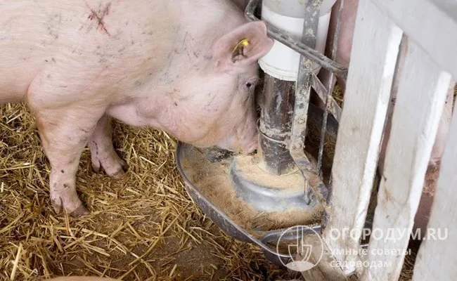 Сейчас для откорма свиней используют преимущественно сухие смеси