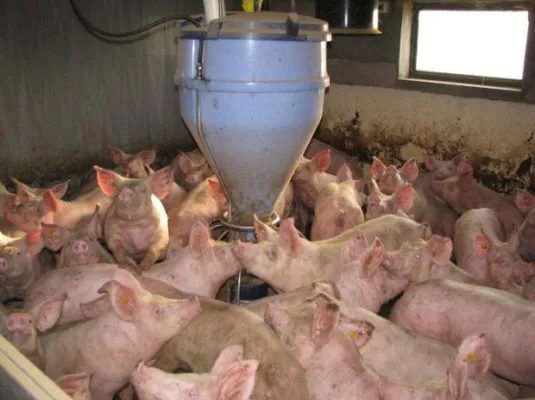 Чем можно кормить свиней