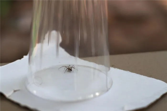 как поймать паука стаканом