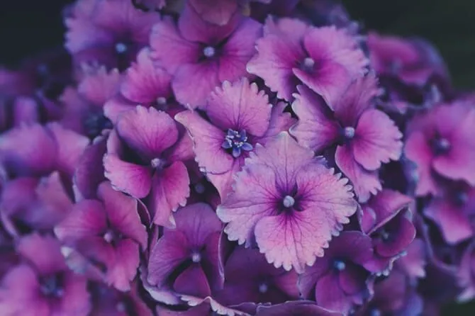 Фото фиолетовой гортензии
