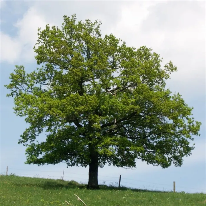 Как посадить дуб: особенности породы и выращивания разных сортов, рекомендации по уходу за деревом