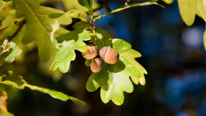 Как посадить дуб: особенности породы и выращивания разных сортов, рекомендации по уходу за деревом