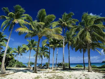 Кокосовые пальмы на берегу