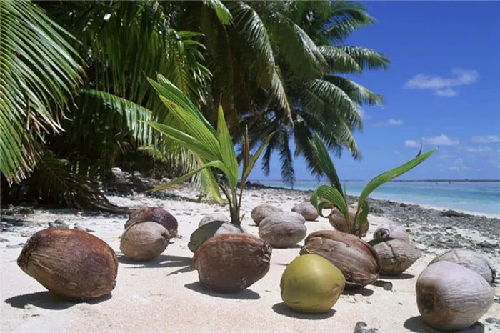 Выращивание пальмы из кокоса