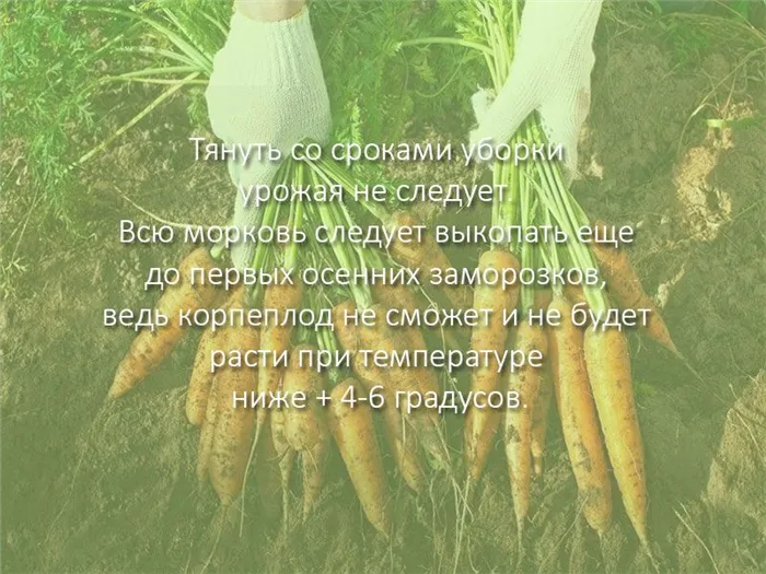 Сроки уборки моркови