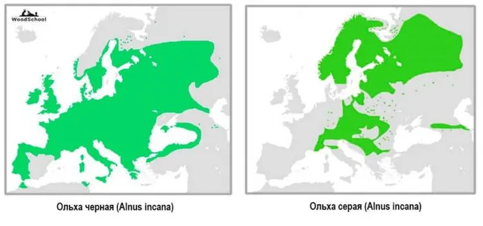 Где растет ольха в Евразии – карта
