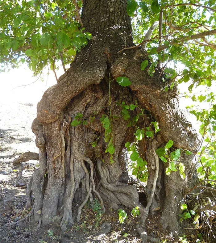 корневая система дерева ольхи