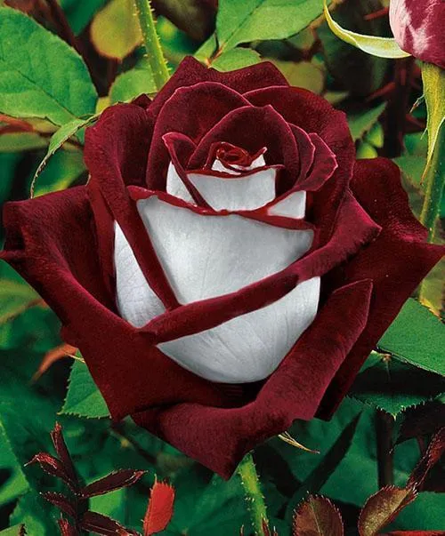 чудесная роза
