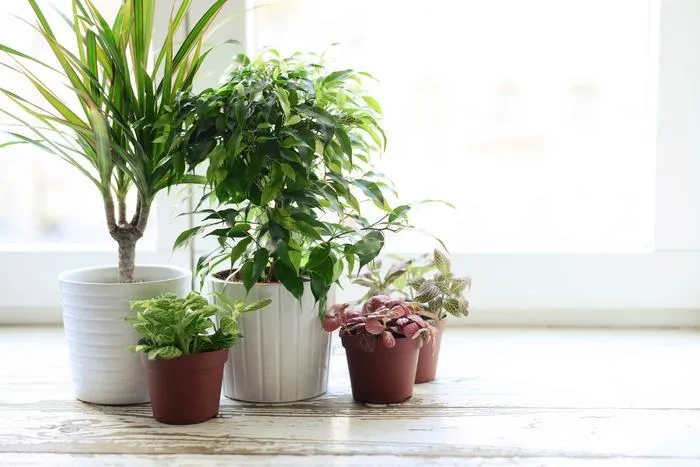 Как пересаживать комнатные растения