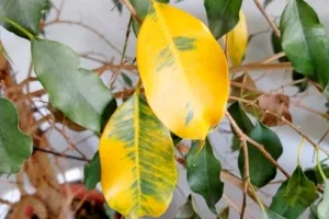 Почему у фикуса желтеют и опадают листья? Что делать для решения проблемы?