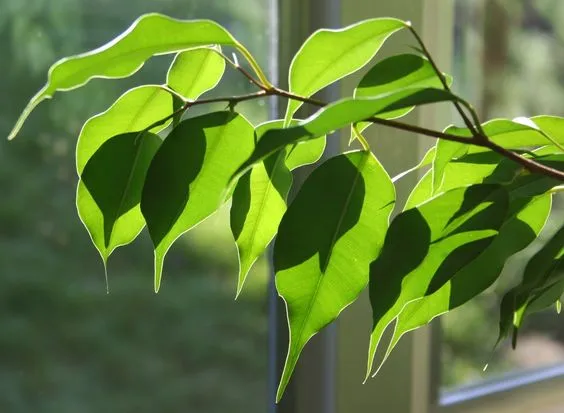 Фикус Бенджамина – как уберечь растение от опадания листвы