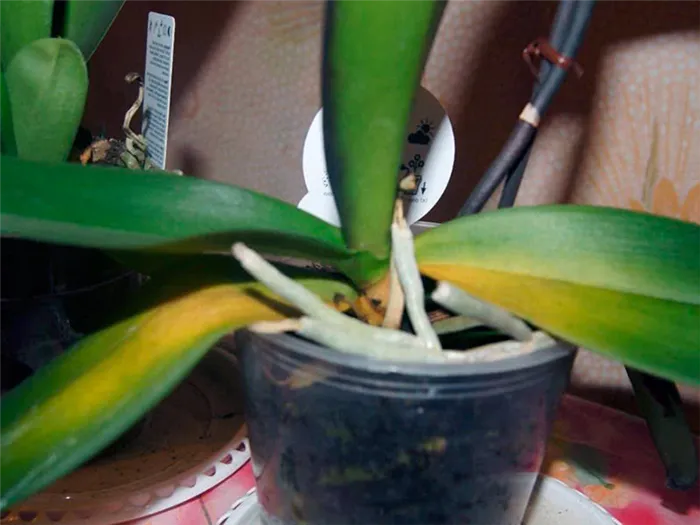 Желтеют листья у орхидеи – причины их устранение