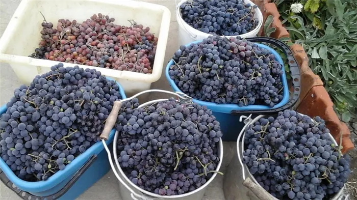 Проверенные способы, как сохранить виноград на зиму в домашних условиях