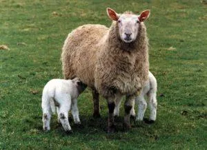 Как правильно называется молоко овцы, какие продукты и сыры из него делают