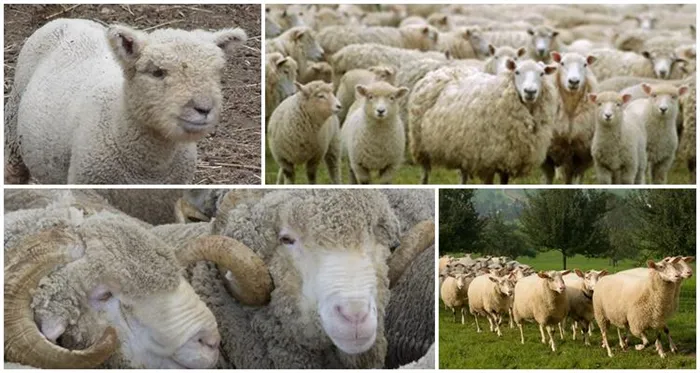 домашние овцы