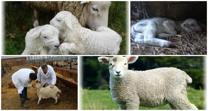 домашние овцы
