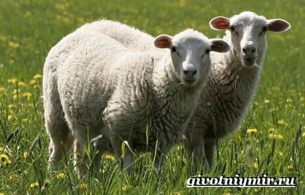Овца-животное-Образ-жизни-и-среда-обитания-овцы-7