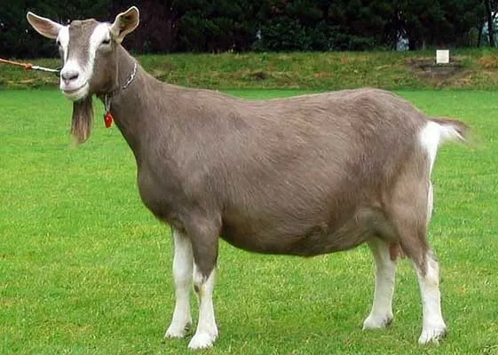 Тоггенбургская коза