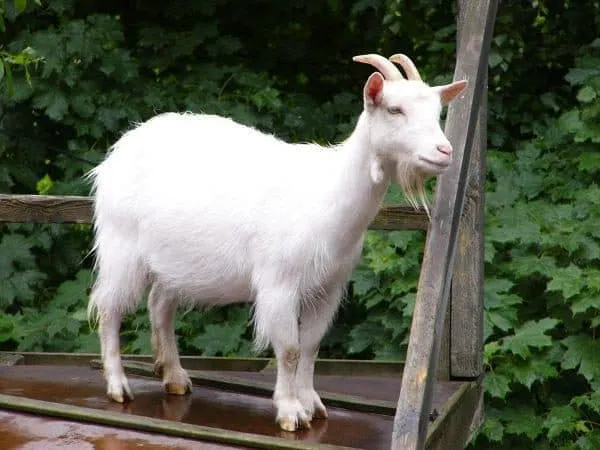 горьковская порода коз