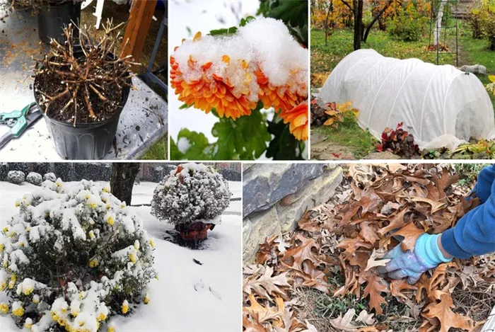 Способы укрытия хризантем на зиму