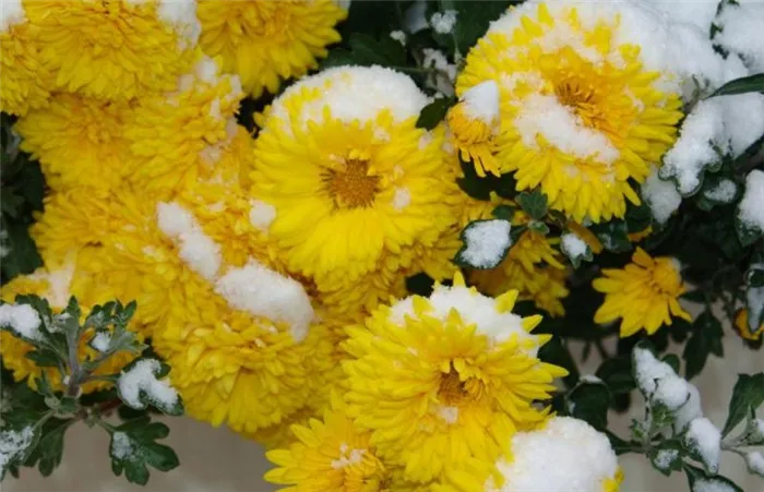 хризантемы снег